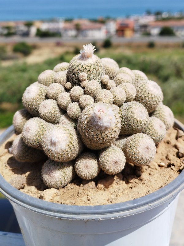 Epithelantha micromeris ssp. polycephala 