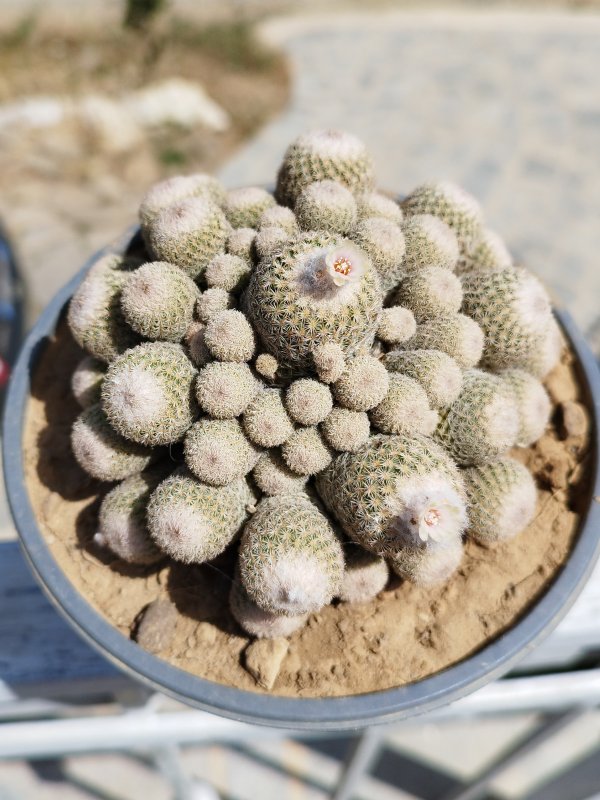 Epithelantha micromeris ssp. polycephala 