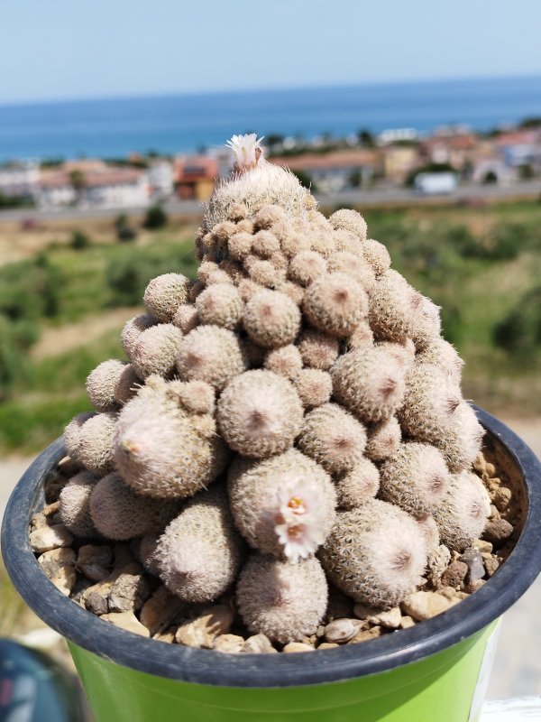 Epithelantha micromeris v. rufispina 