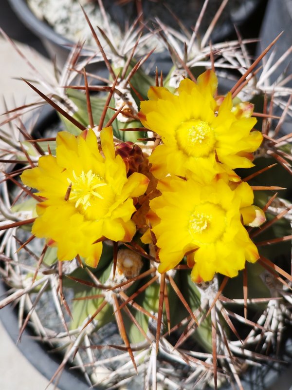 Ferocactus lindsayi 