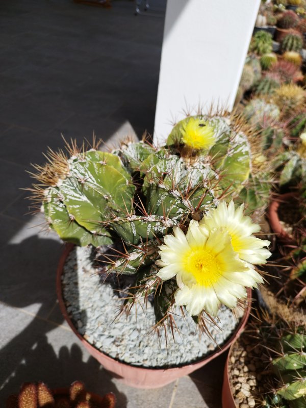 Astrophytum ornatum 