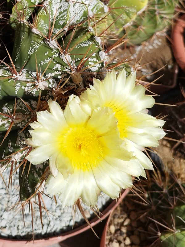 Astrophytum ornatum 