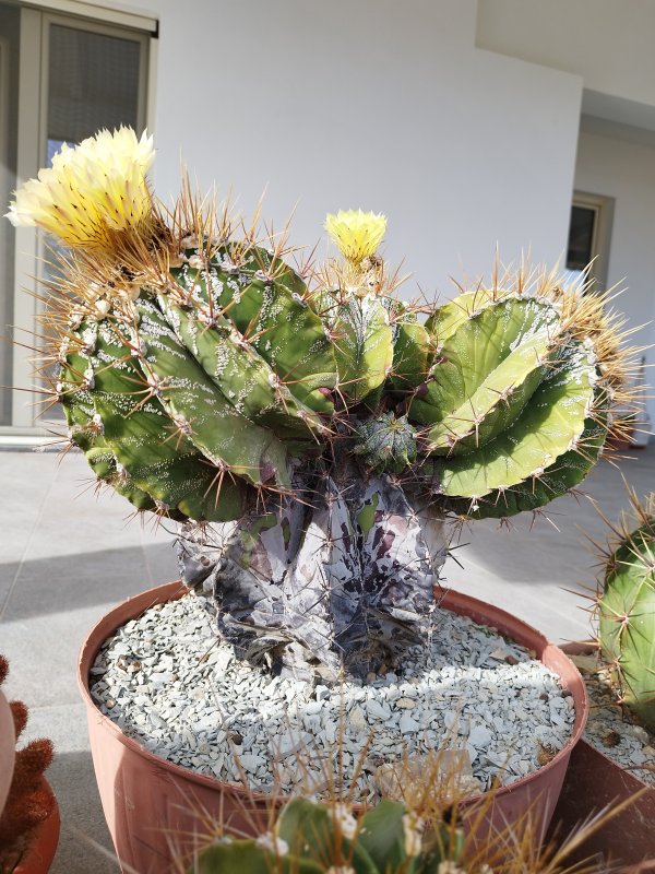 Astrophytum ornatum 