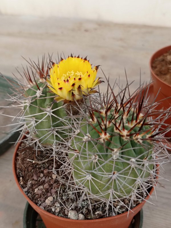 Islaya copiapoides 