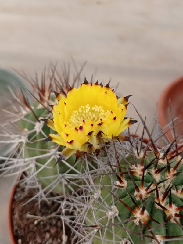 Islaya copiapoides 