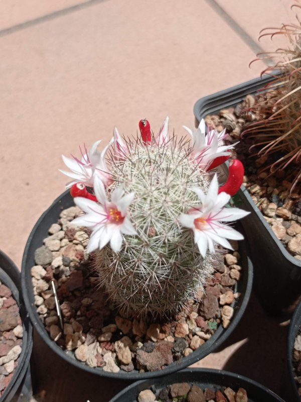 Mammillaria slevinii SB1251