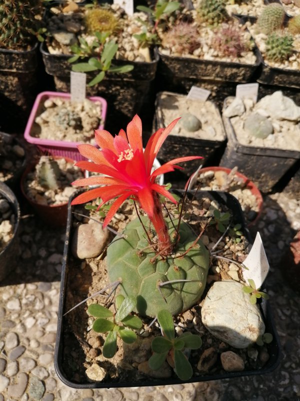 Matucana madisoniorum 