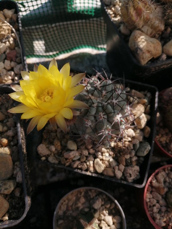 Acanthocalycium glaucum 