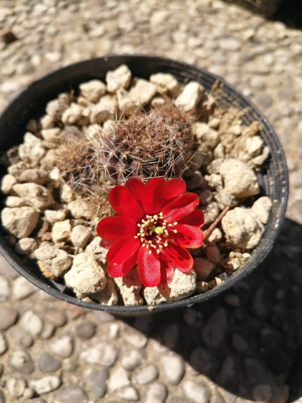 lobivia kupperiana