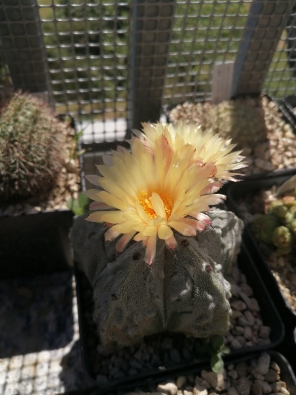 Astrophytum myriostigma cv fukuryu 