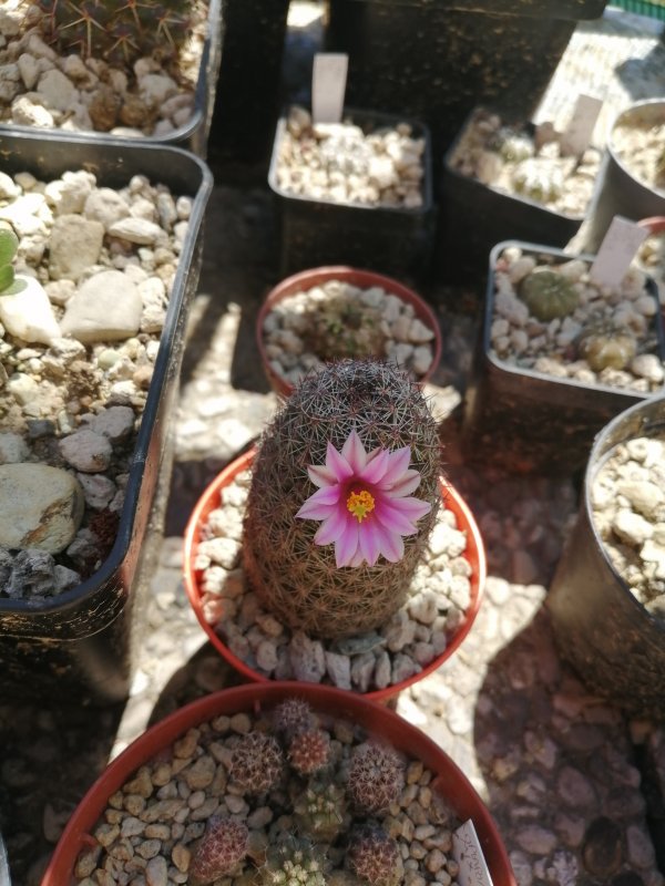 Mammillaria pseudoalamensis 