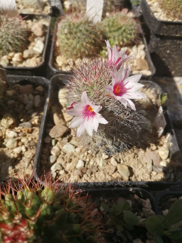 Mammillaria fraileana 