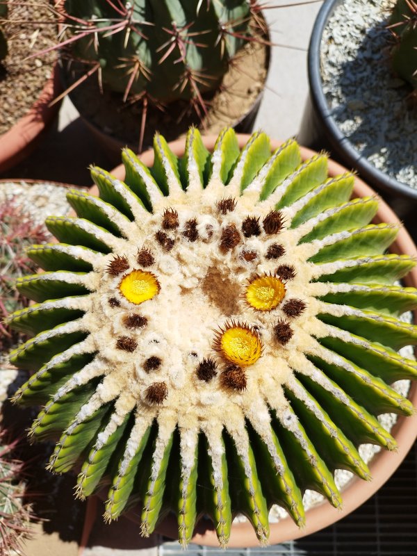 Echinocactus grusonii v. inermis 