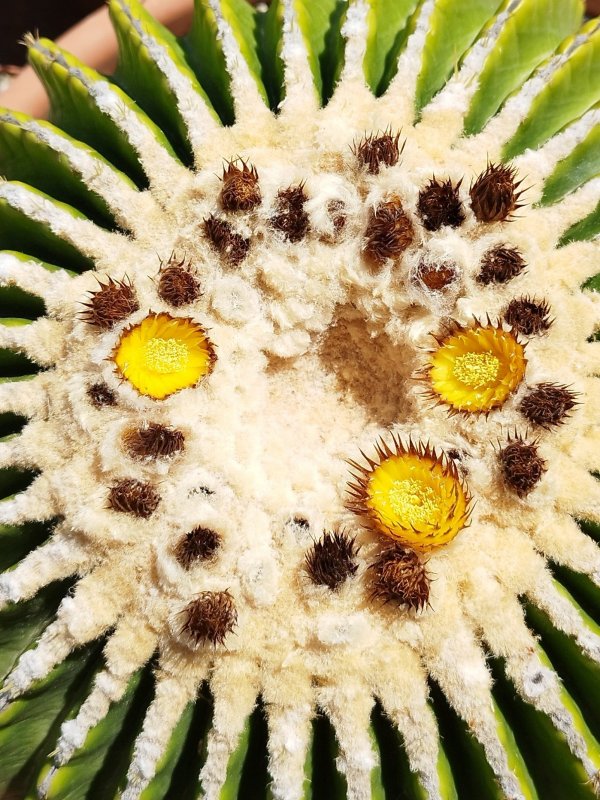 Echinocactus grusonii v. inermis 