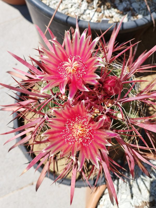 Ferocactus gracilis 