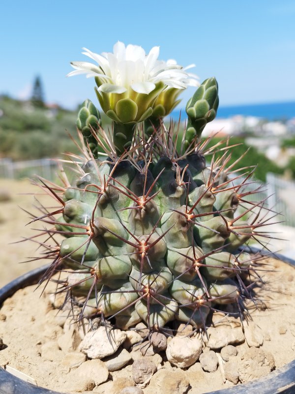 Gymnocalycium schickendantzii 