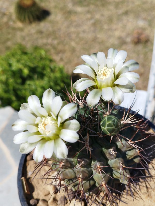 gymnocalycium schickendantzii