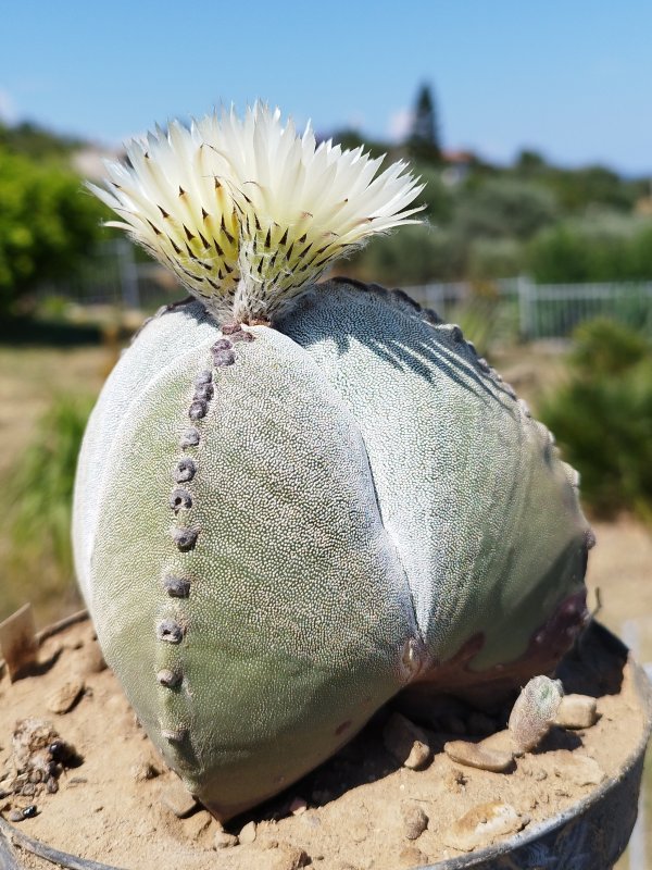 Astrophytum myriostigma 