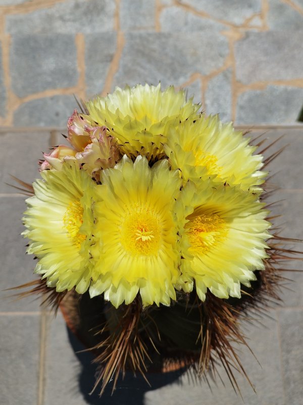 Astrophytum ornatum 