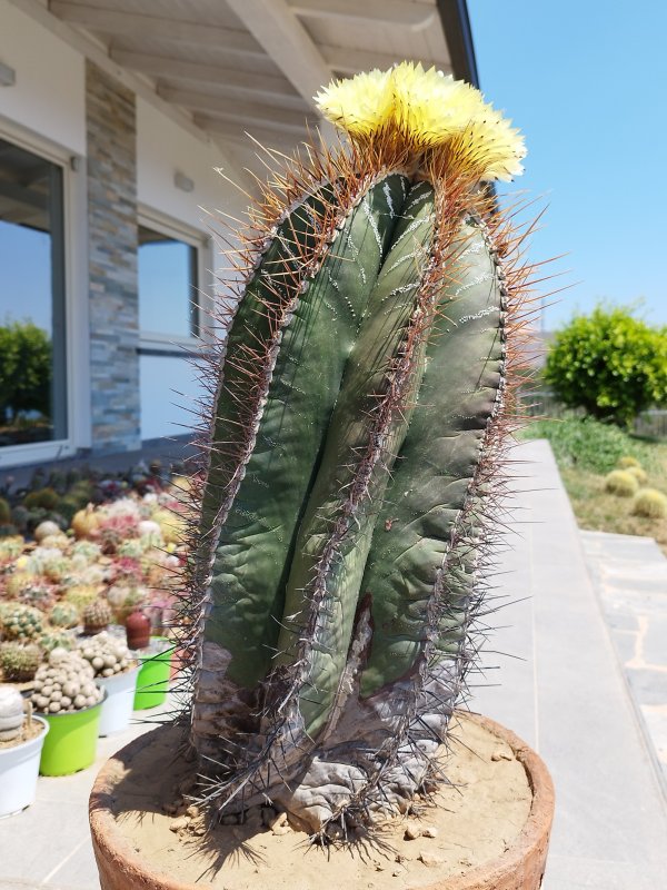 Astrophytum ornatum 