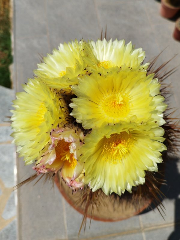 Astrophytum ornatum 