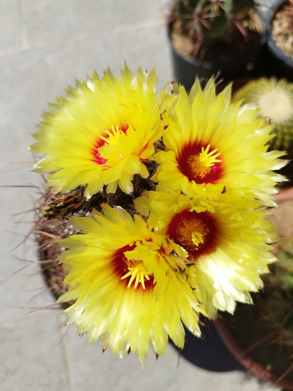 Astrophytum capricorne v. niveum 