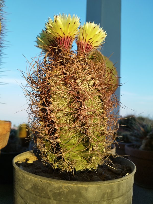 Astrophytum capricorne v. niveum 