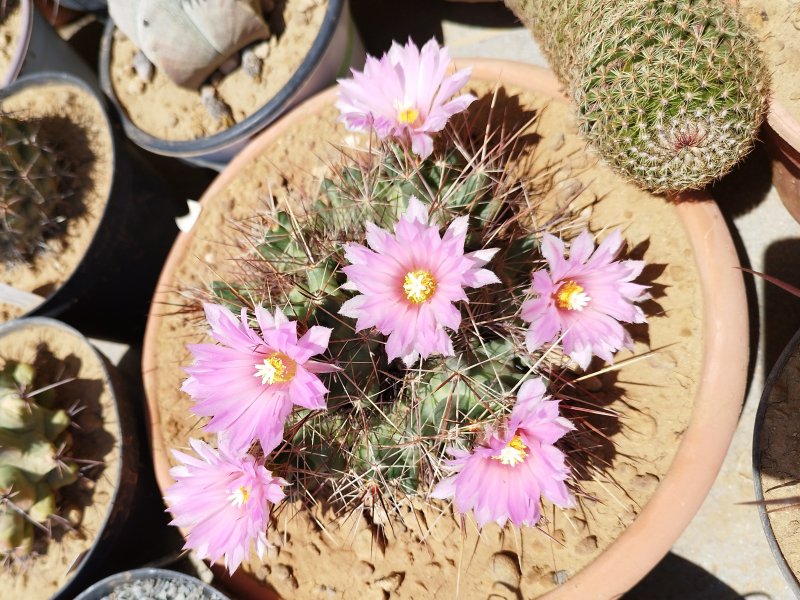 Coryphantha macromeris ssp. runyonii 