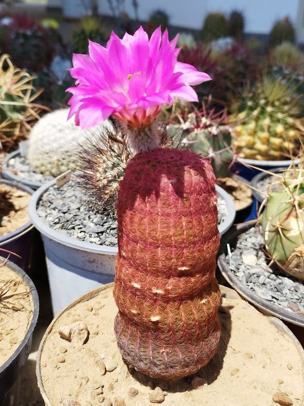 Echinocereus rigidissimus v. rubispinus 