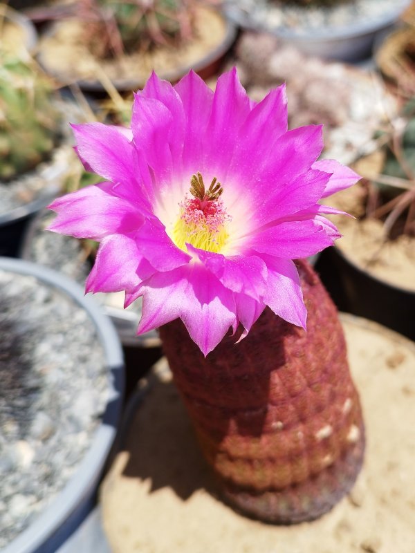 Echinocereus rigidissimus v. rubispinus 