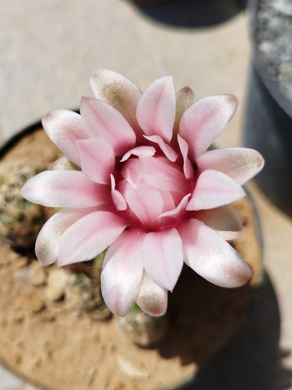 Gymnocalycium bruchii 