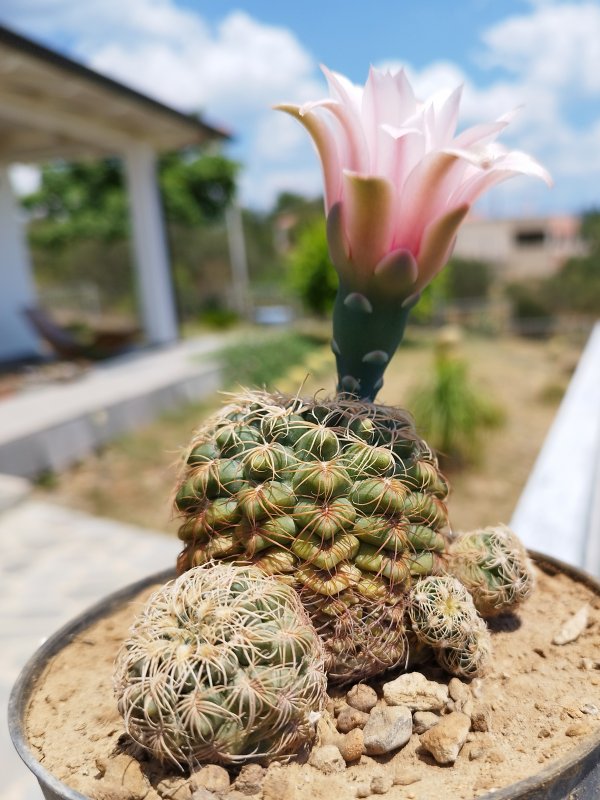 Gymnocalycium bruchii 