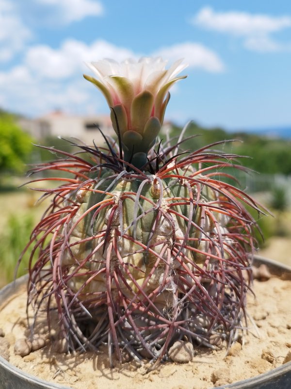 Gymnocalycium spegazzinii 