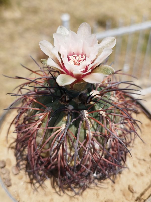 Gymnocalycium spegazzinii 