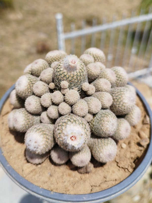 Epithelantha micromeris ssp. polycephala 