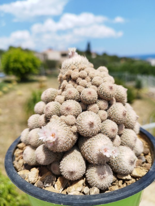 epithelantha micromeris v. rufispina