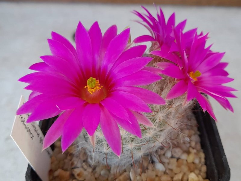 Mammillaria guelzowiana v. robustior 