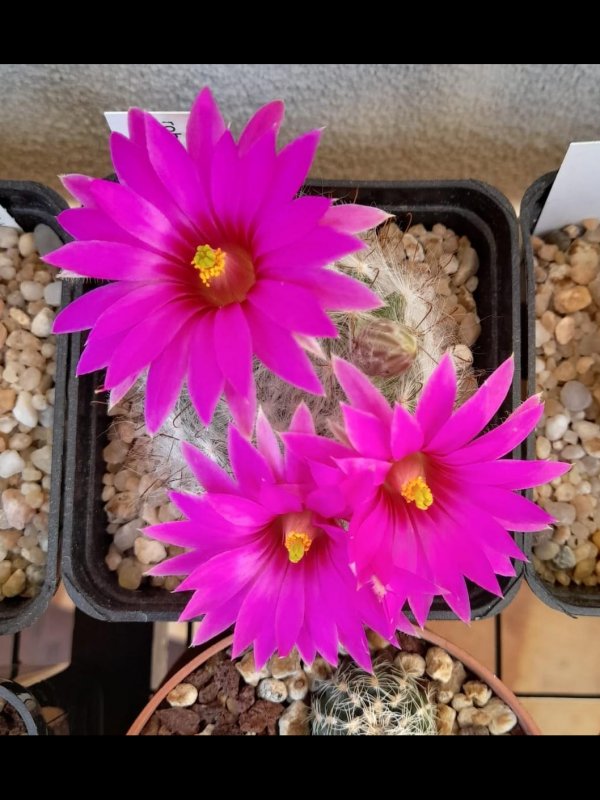 Mammillaria guelzowiana v. robustior 