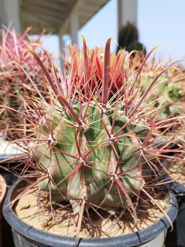 Ferocactus cylindraceus ssp. eastwoodiae 