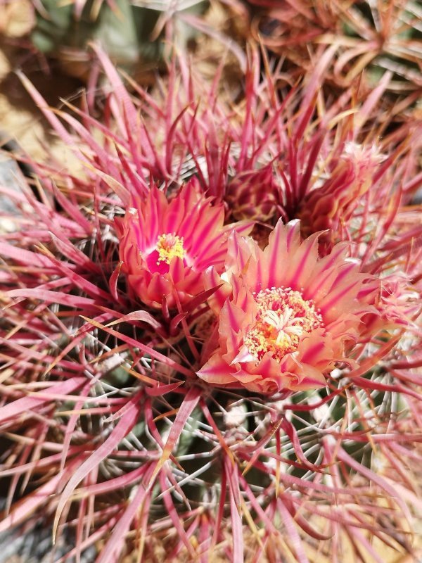 Ferocactus chrysacanthus v. rubrispinus 