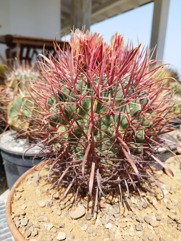 Ferocactus chrysacanthus v. rubrispinus 