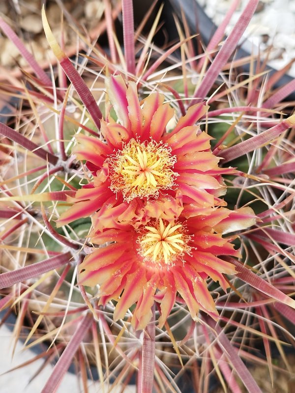 Ferocactus cylindraceus ssp. eastwoodiae 