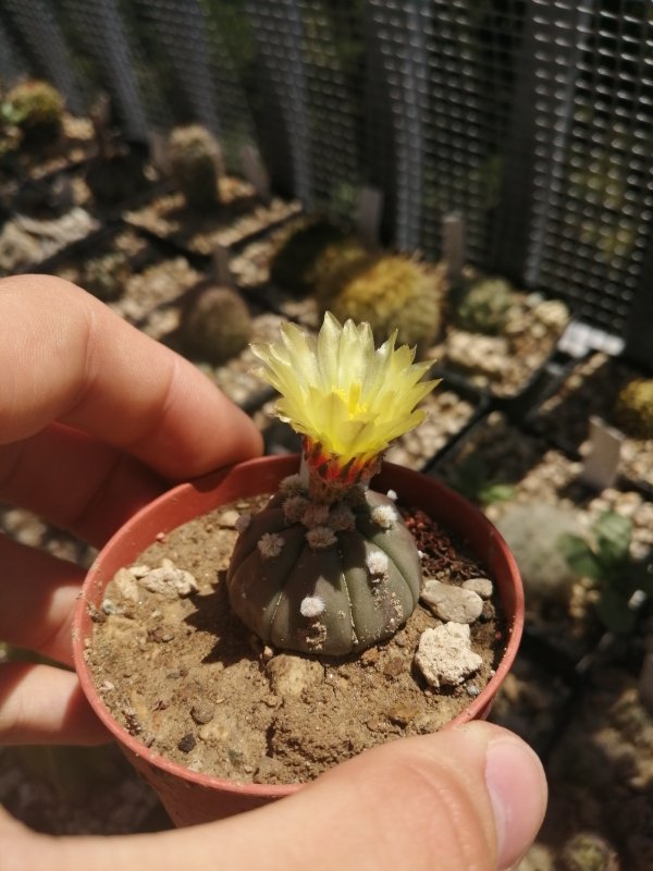 Astrophytum asterias cv. ooibo 