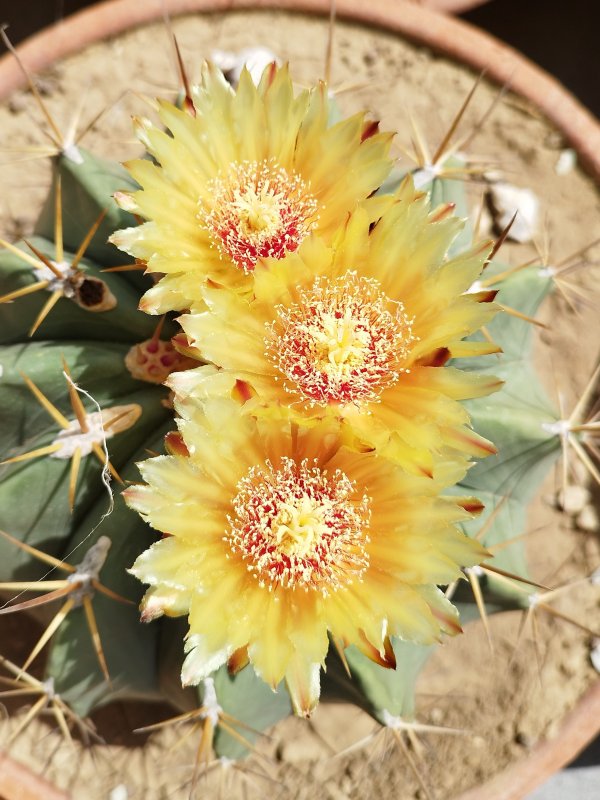 Ferocactus pottsii 