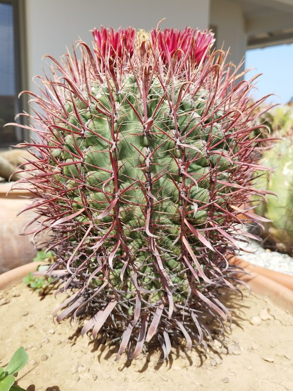 Ferocactus gracilis 