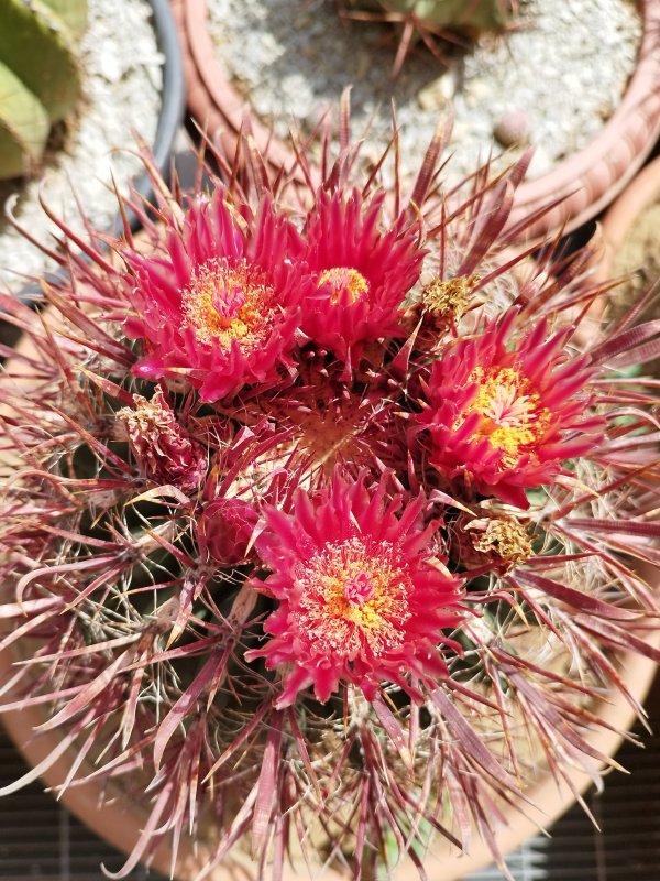 Ferocactus gracilis 