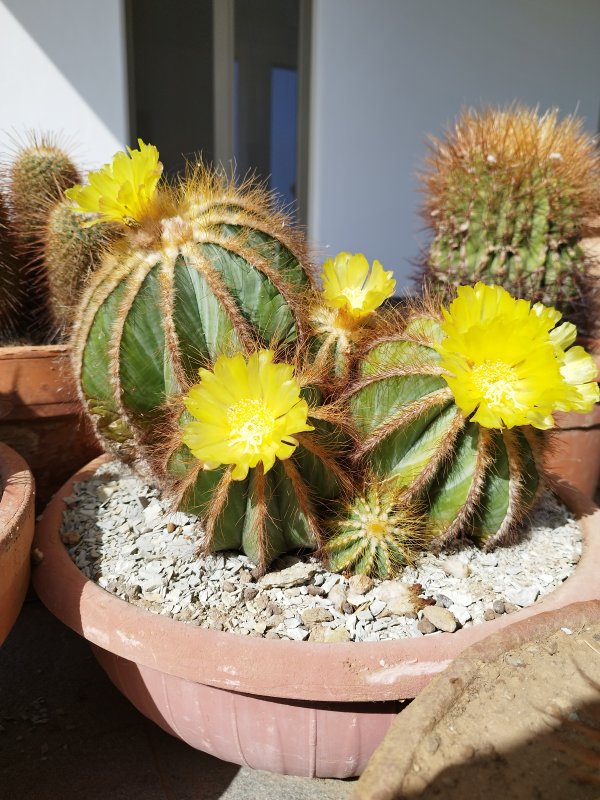 Parodia magnifica 