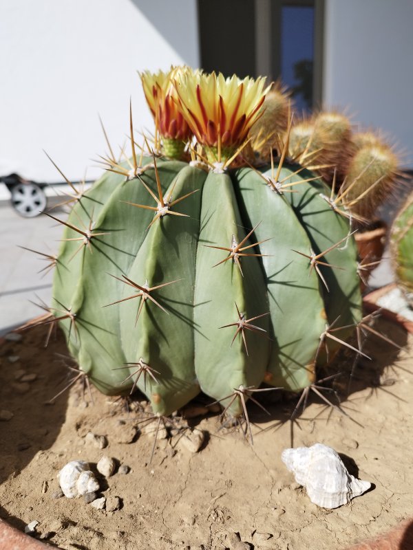 ferocactus pottsii