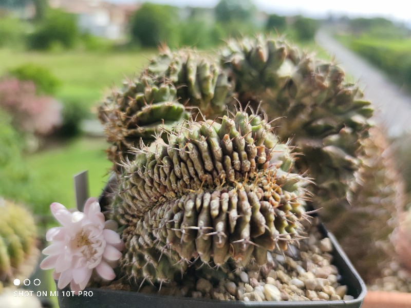 Gymnocalycium friedrichii f. monstruosum 