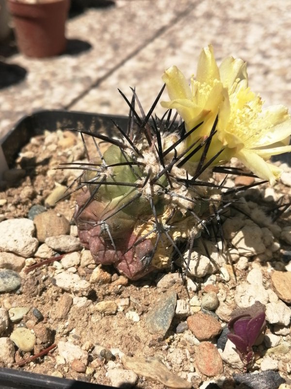 copiapoa montana